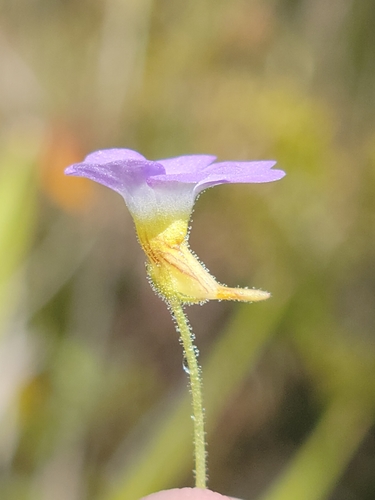 Small butterwort (Pinguicula pumila)