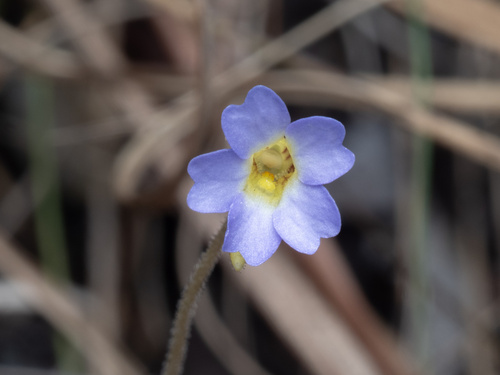 Small butterwort (Pinguicula pumila)