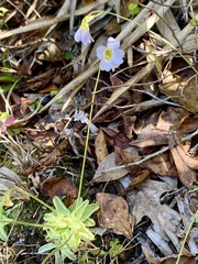 Small butterwort (Pinguicula pumila)