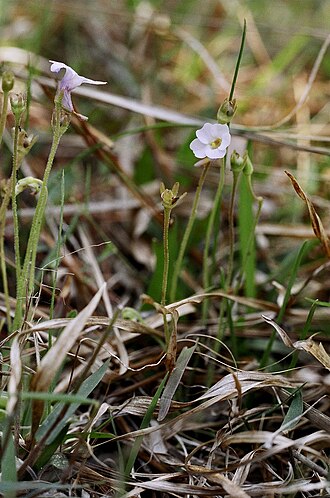 Small butterwort: Small butterwort, Beauregard Parish, Louisiana, April 2006