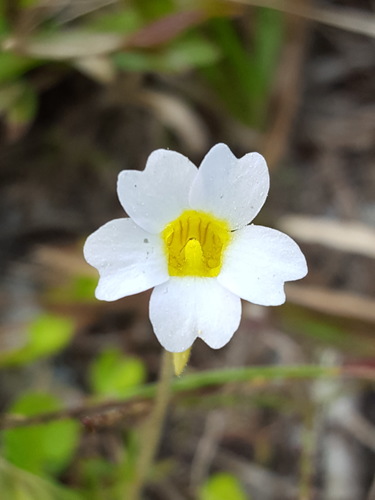 Small butterwort (Pinguicula pumila)