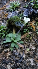 Pinguicula robertiana (Pinguicula robertiana)