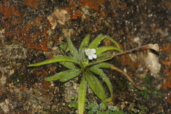 Pinguicula robertiana (Pinguicula robertiana)