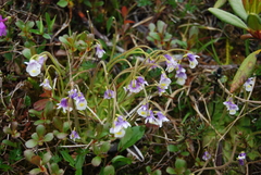 Pinguicula spathulata (Pinguicula spathulata)