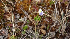 Pinguicula spathulata (Pinguicula spathulata)