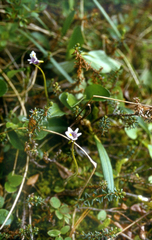 Pinguicula spathulata (Pinguicula spathulata)