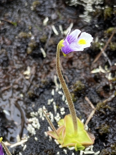 Pinguicula spathulata (Pinguicula spathulata)