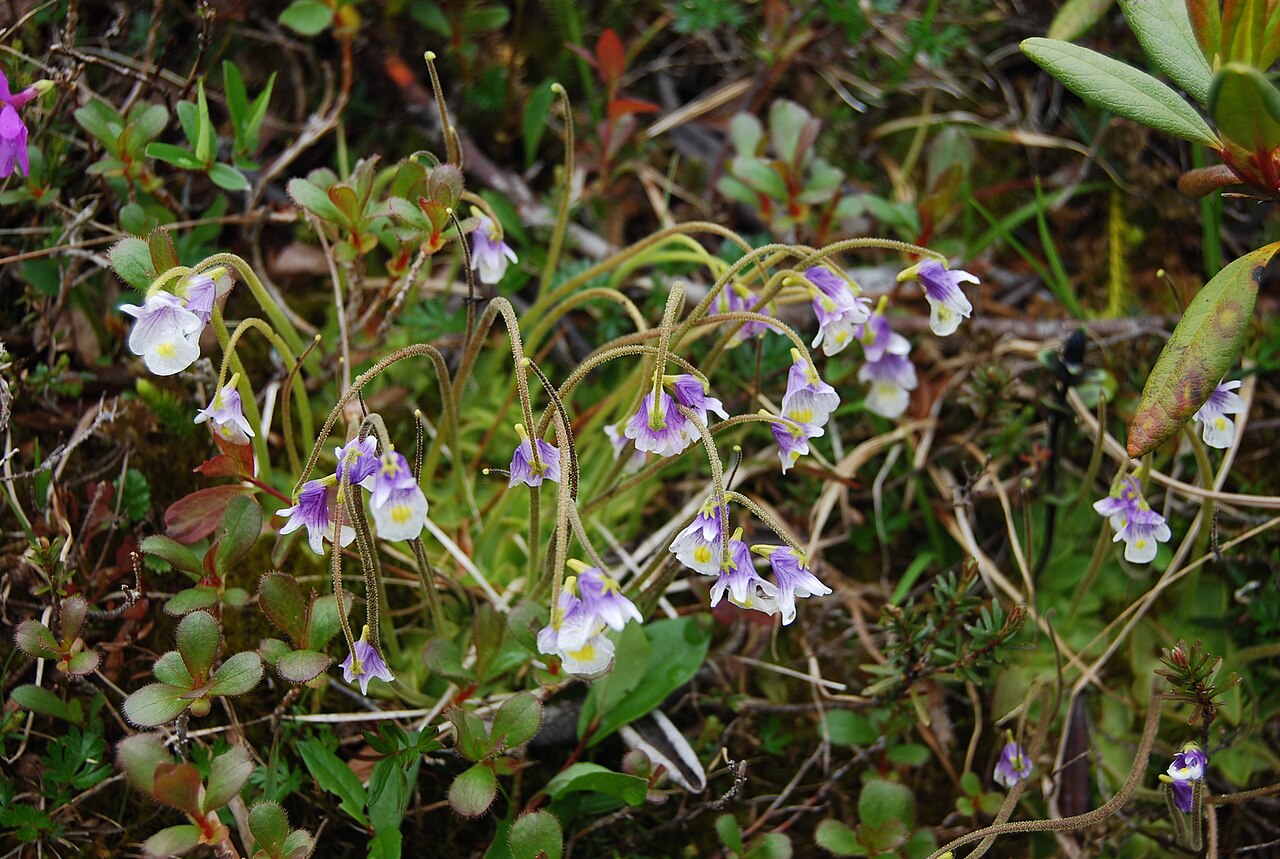 Pinguicula spathulata: Pinguicula spathulata