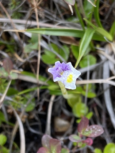 Pinguicula spathulata (Pinguicula spathulata)
