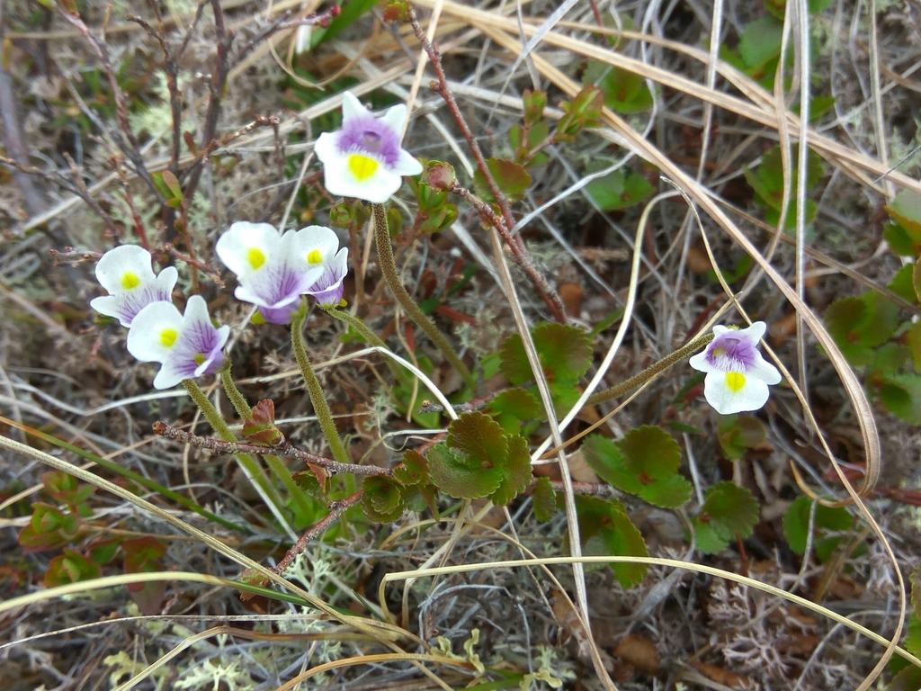 Pinguicula spathulata (Pinguicula spathulata)