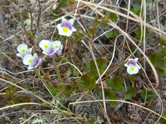Pinguicula spathulata (Pinguicula spathulata)