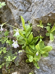 Pinguicula vallisneriifolia (Pinguicula vallisneriifolia)