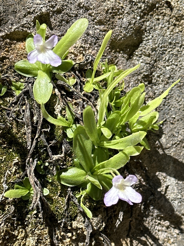 Pinguicula vallisneriifolia (Pinguicula vallisneriifolia)