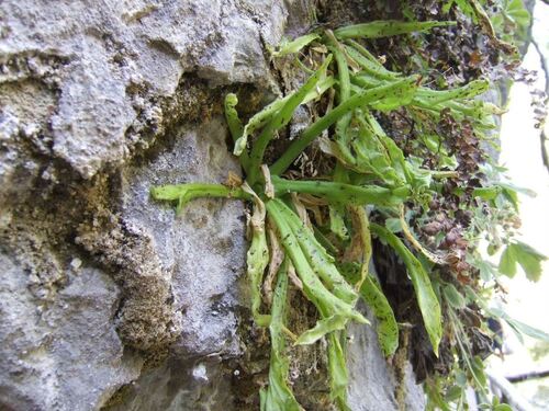 Pinguicula vallisneriifolia (Pinguicula vallisneriifolia)