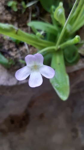 Pinguicula vallisneriifolia (Pinguicula vallisneriifolia)