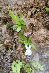 Pinguicula vallisneriifolia (Pinguicula vallisneriifolia)