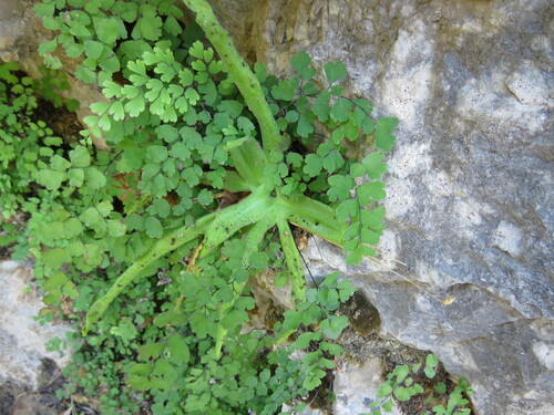 Pinguicula vallisneriifolia (Pinguicula vallisneriifolia)