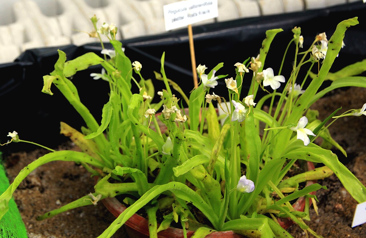 Pinguicula vallisneriifolia: Plant Pinguicula vallisneriifolia on Exhibition of Carnivorous plants in the Botanical Gardens of Charles University , 10. - 19.06.2016 Prague , Czech Republic