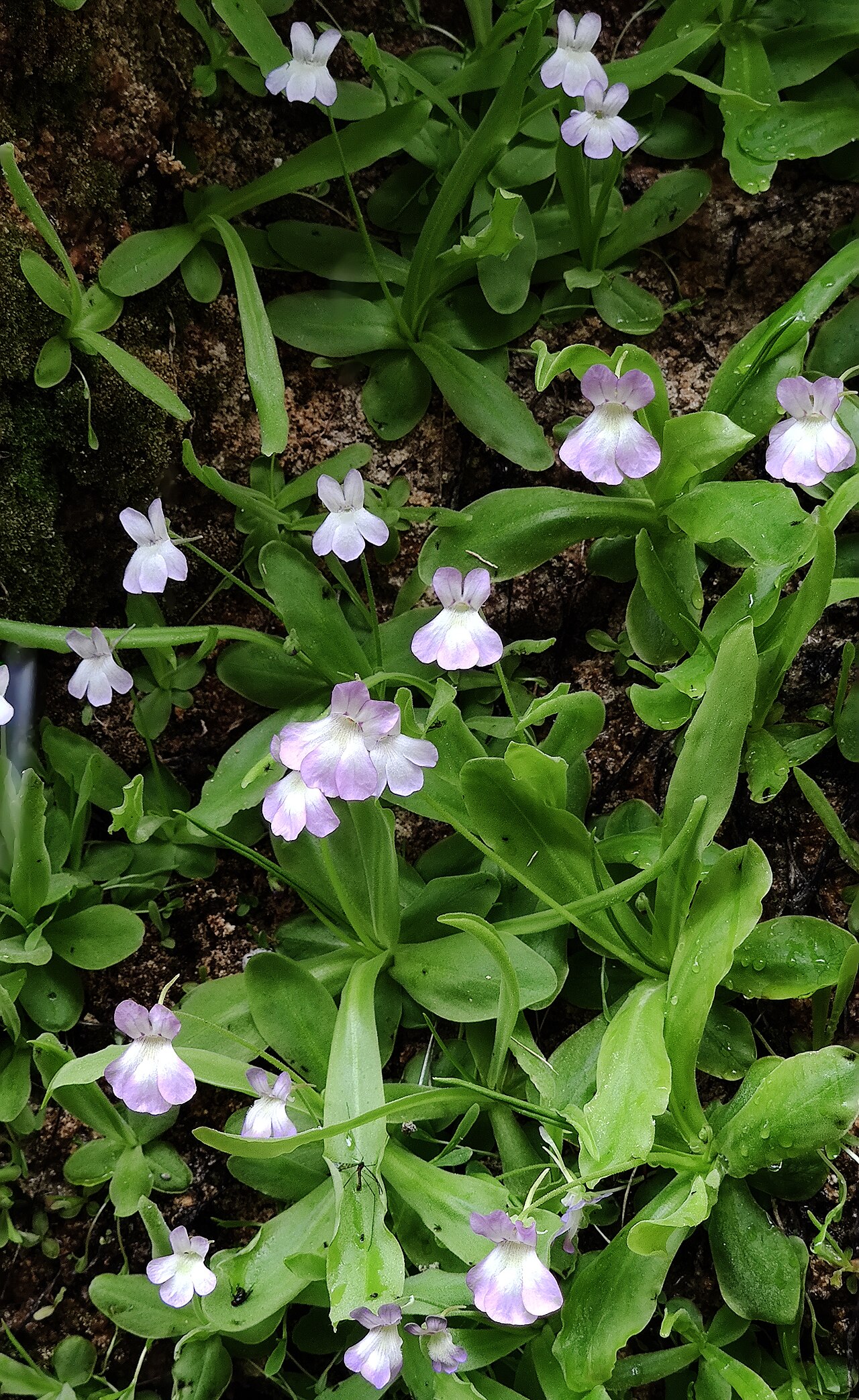 Pinguicula vallisneriifolia: Pinguicola vallisneriifolia creciendo en las paredes calcáreas del valle del arrollo del Tejo en el parque natural de Cazorla