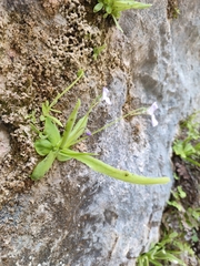 Pinguicula vallisneriifolia (Pinguicula vallisneriifolia)