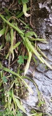 Pinguicula vallisneriifolia (Pinguicula vallisneriifolia)