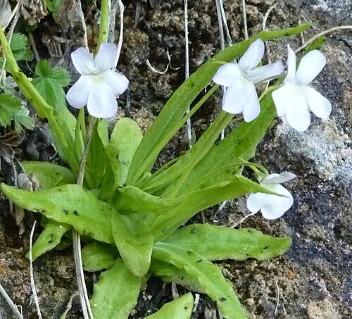 Pinguicula vallisneriifolia: planta carnívora: Pinguicula vallisnerifolia