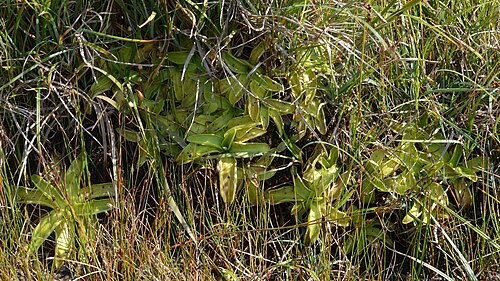 Common butterwort: Common Butterwort ( Pinguicula vulgaris ) in Hå, Norway.