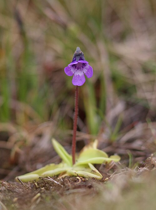 Common butterwort: Common butterwort (Pinguicula vulgaris) in flower on Røst, Norway.