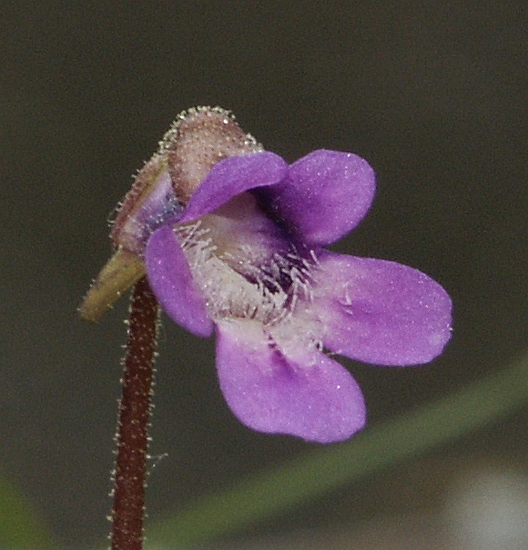 Common butterwort (Pinguicula vulgaris)