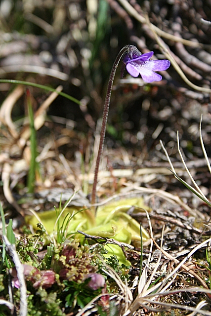 Common butterwort: Common Butterwort (Pinguicula vulgaris) Butterworts live on wet, poor soil, and augment their nutrients by catching insects which alight on their slimy leaves.