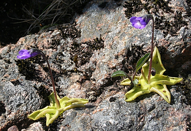 Common butterwort: Common Butterwort (Pinguicula vulgaris) It is as well for these plants, growing in a crevice in the rocks, that they can supplement their nutrients by trapping 