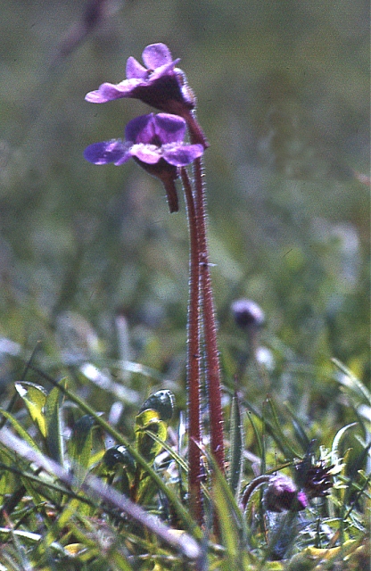 Common butterwort: Common Butterwort (Pinguicula vulgaris) Common in wet places, this specimen is in a boggy area on Eriskay.