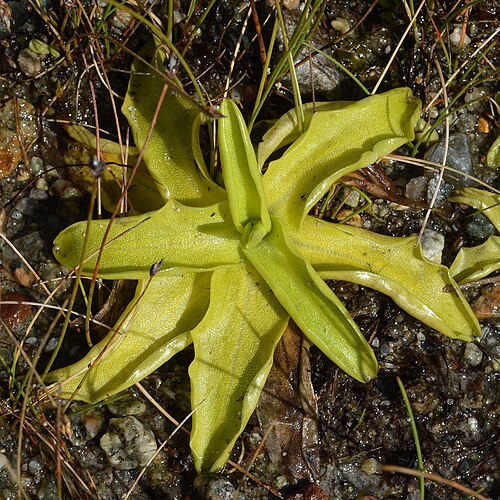Common butterwort: Common Butterwort ( Pinguicula vulgaris ) in Hå, Norway.