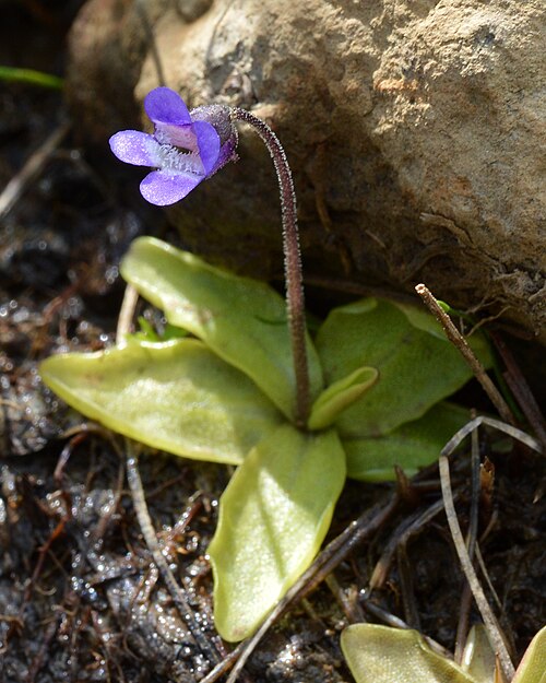Common butterwort: Common Butterwort ( Pinguicula vulgaris ) at the Tablelands in Gros Morne National Park, Newfoundland and Labrador, Canada.
