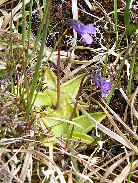 Common butterwort: Common Butterwort (Pinguicula vulgaris) Butterwort is a common plant of boggy land, and occurs widely throughout northern Britain.