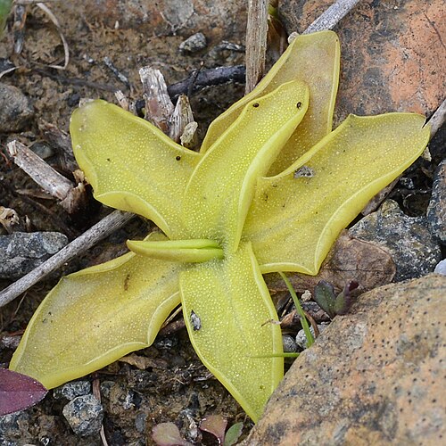 Common butterwort: Common Butterwort ( Pinguicula vulgaris ) at the Tablelands in Gros Morne National Park, Newfoundland and Labrador, Canada.