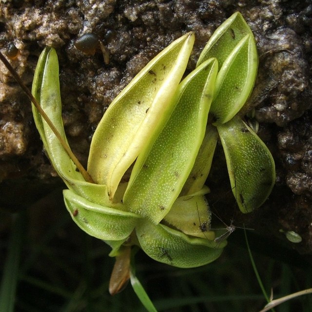 Common butterwort: Common Butterwort (Pinguicula vulgaris). Though this plant was not in flower (the flower is generally purple), its leaves are very distinctive: they have rolled