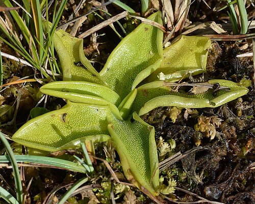 Common butterwort: Common Butterwort ( Pinguicula vulgaris ) in Utsira, Norway.