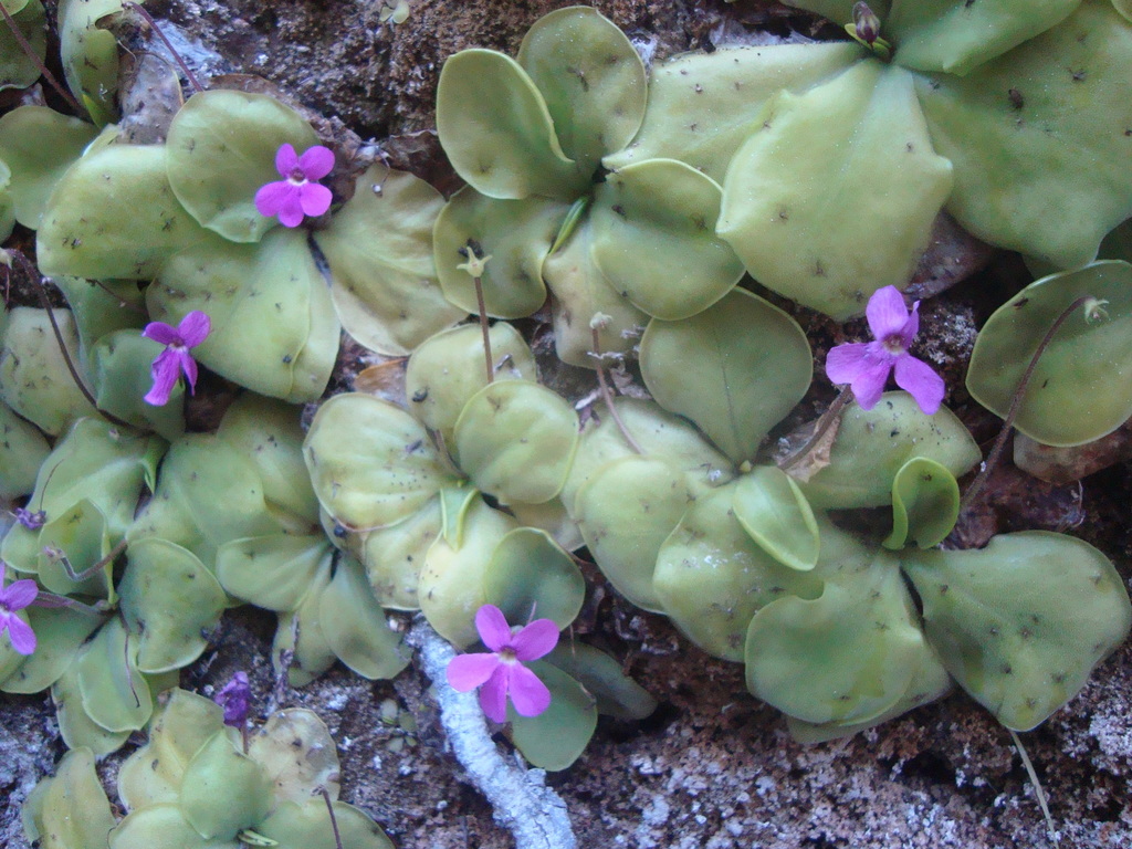 Pinguicula zamudioana (Pinguicula zamudioana)