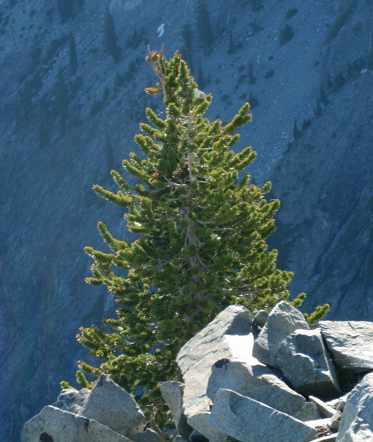 Foxtail pine: Young Pinus balfouriana , Trinity Alps Wilderness, Klamath Mountains, California.