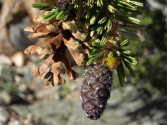 Foxtail pine (Pinus balfouriana)