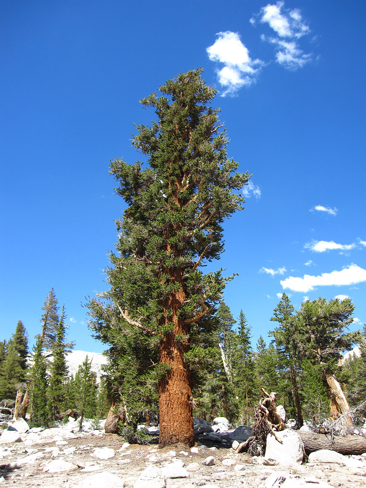 Foxtail pine: Pinus balfouriana