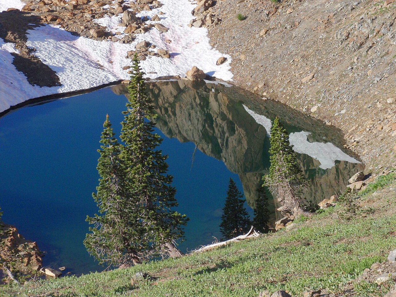 Foxtail pine: Pinus balfouriana — Foxtail pine, and mountain lake. In the Trinity Alps Wilderness of the Trinity Alps—Klamath Mountains, northern California.