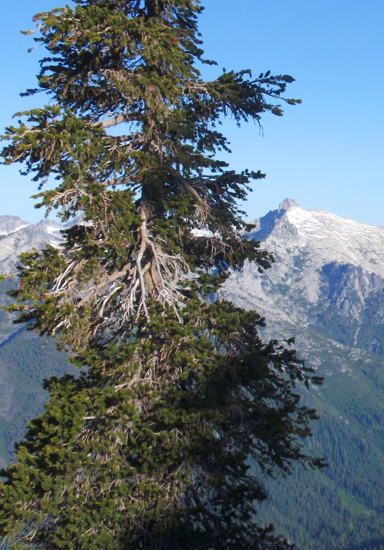 Foxtail pine: Pinus balfouriana — Foxtail pine. In the Trinity Alps Wilderness of the Trinity Alps—Klamath Mountains, northern California.