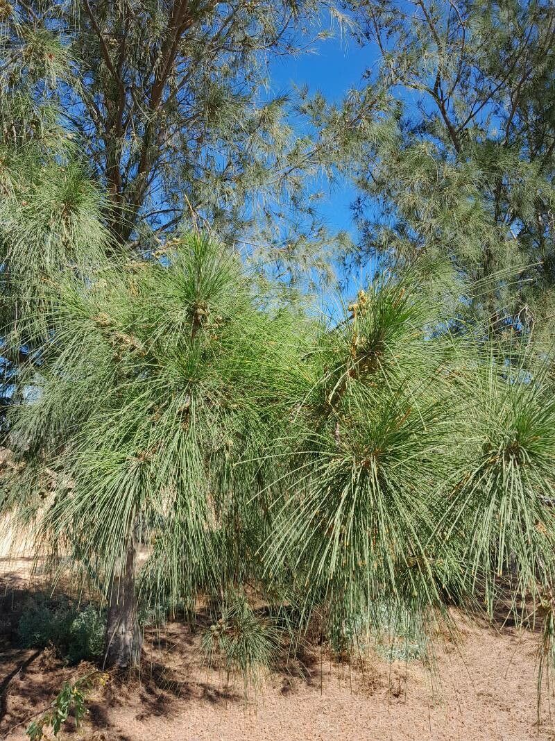 Canary islands pine (Pinus canariensis)