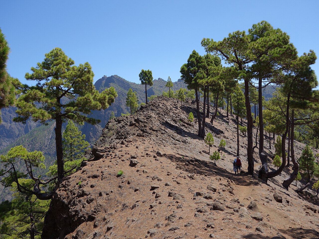 Canary islands pine: Caldera de Taburiente, camino hacia el Pico Bejenado