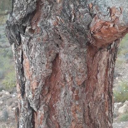 Canary islands pine (Pinus canariensis)