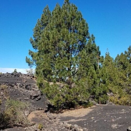 Canary islands pine (Pinus canariensis)