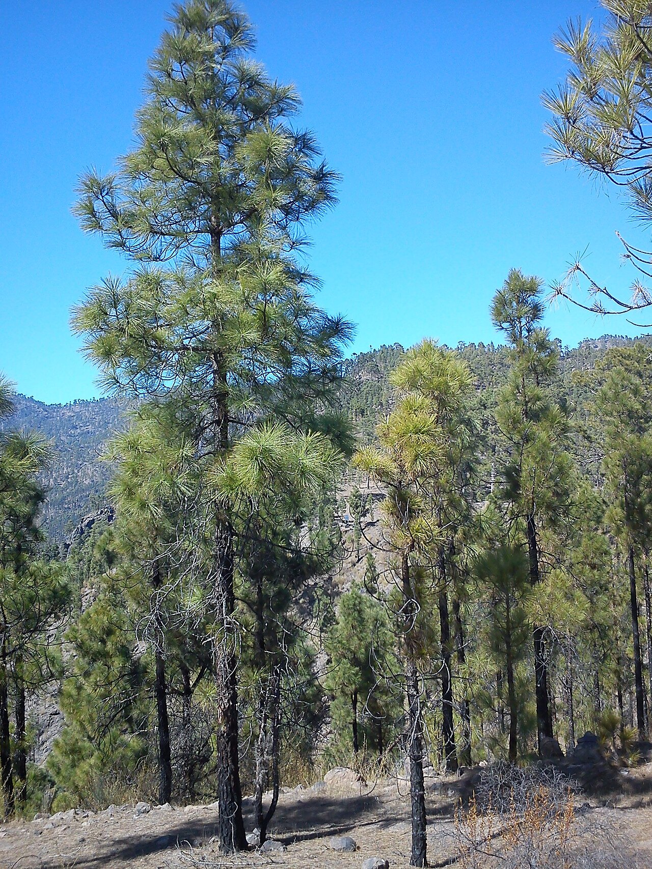 Canary islands pine: Pinus canariensis in Gran Canaria
