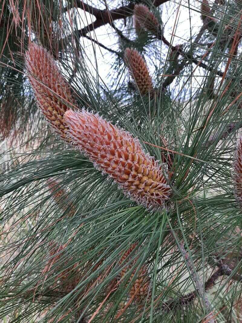 Canary islands pine (Pinus canariensis)
